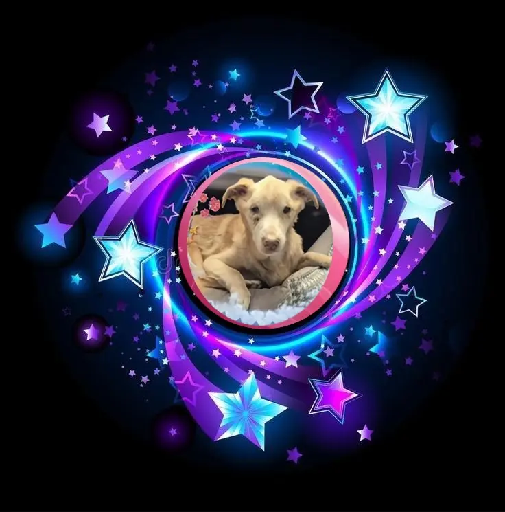 Condolence image of Dobrej Nocki❤️❤️❤️Kochany❤️❤️❤️Nynusiu❤️🐕⭐️💋💋💋🫶🫶🫶