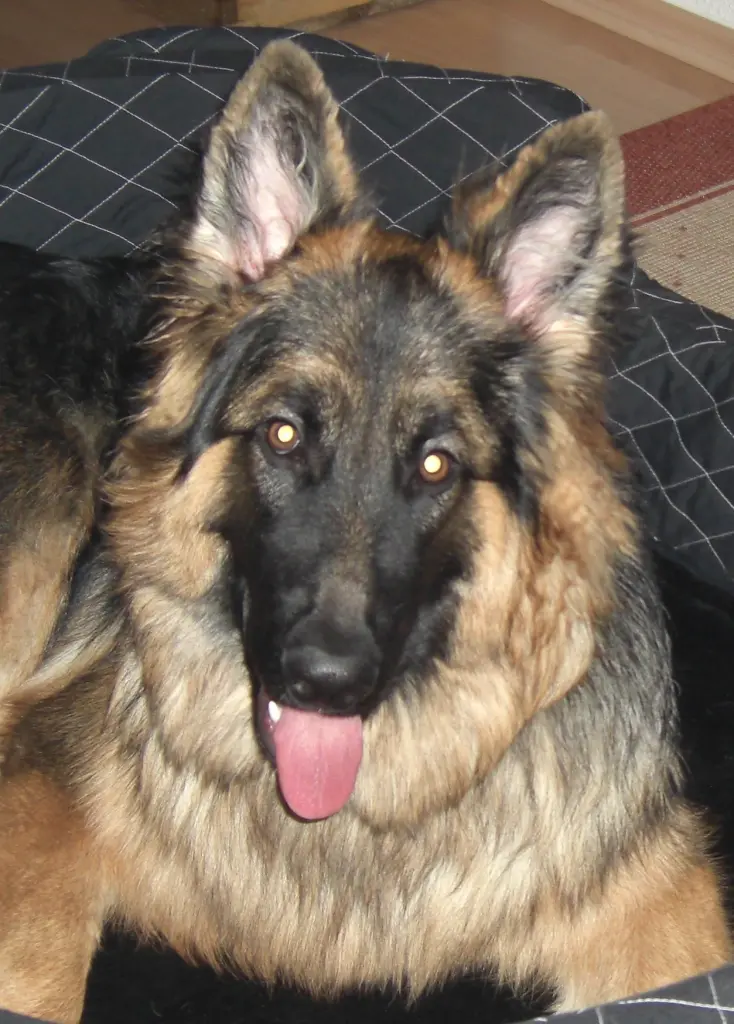 Bild von Misiu❤❤❤