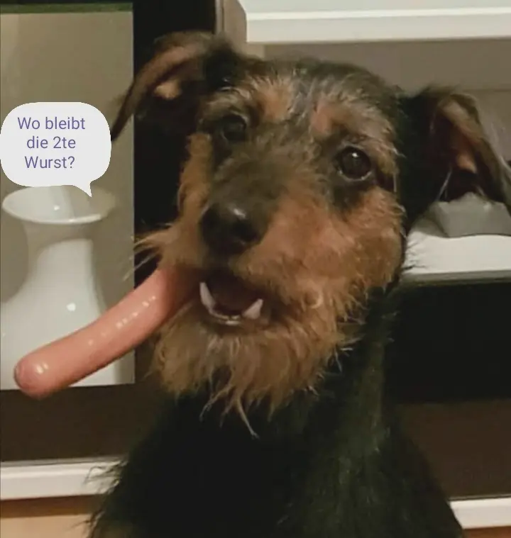 Nur Flausen im Kopf