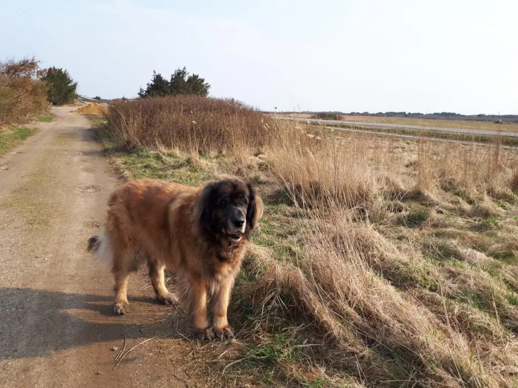 Image from Balou