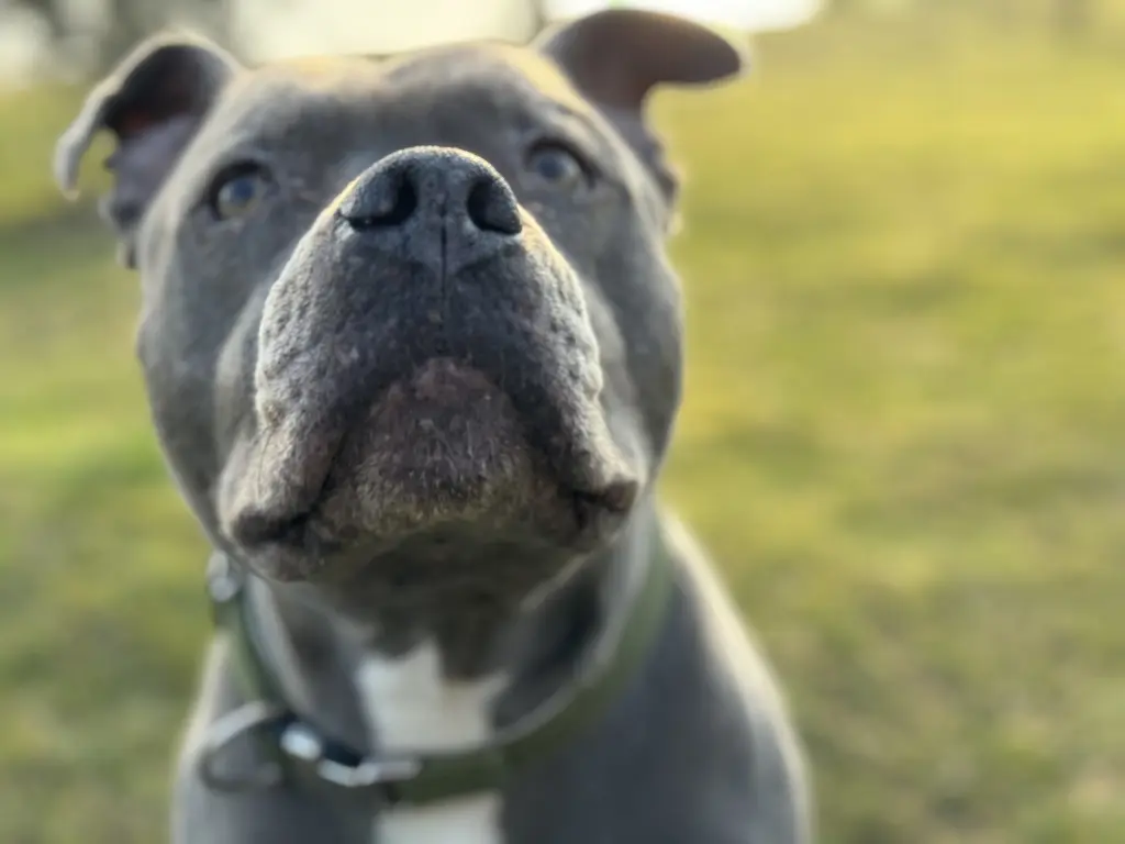 Bild von Chiko