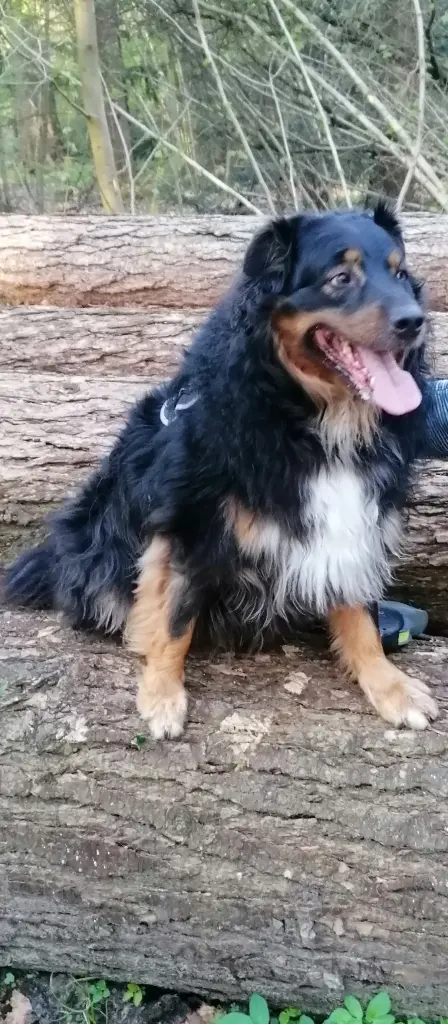 Seelenhund