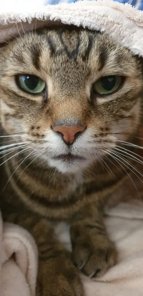 Image from Tiger