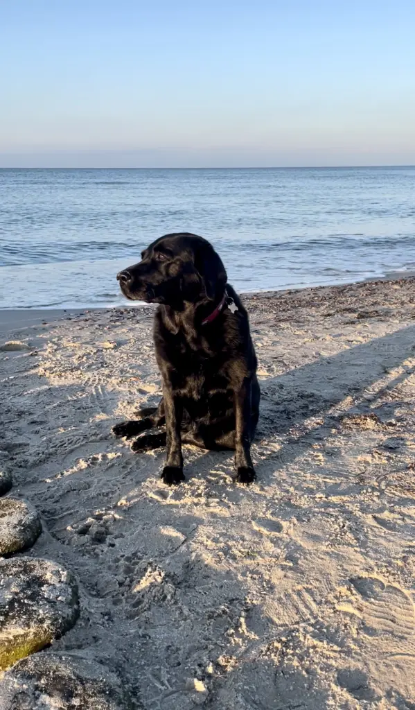Du hast das Wasser sehr geliebt.