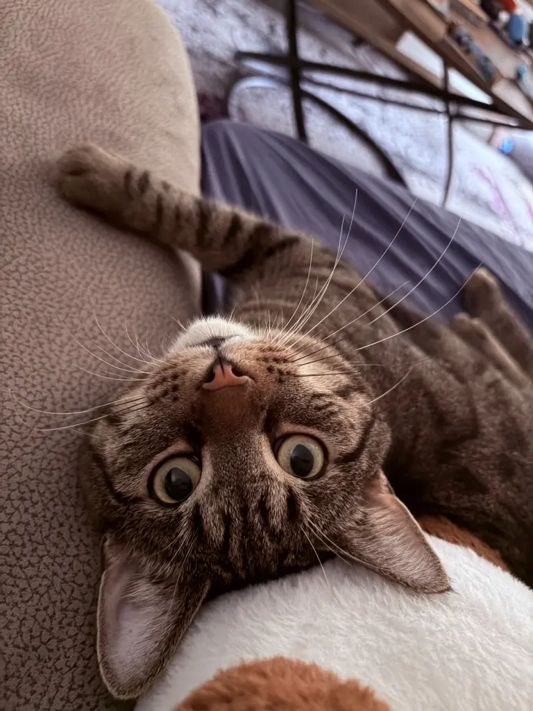 Image from Muffin