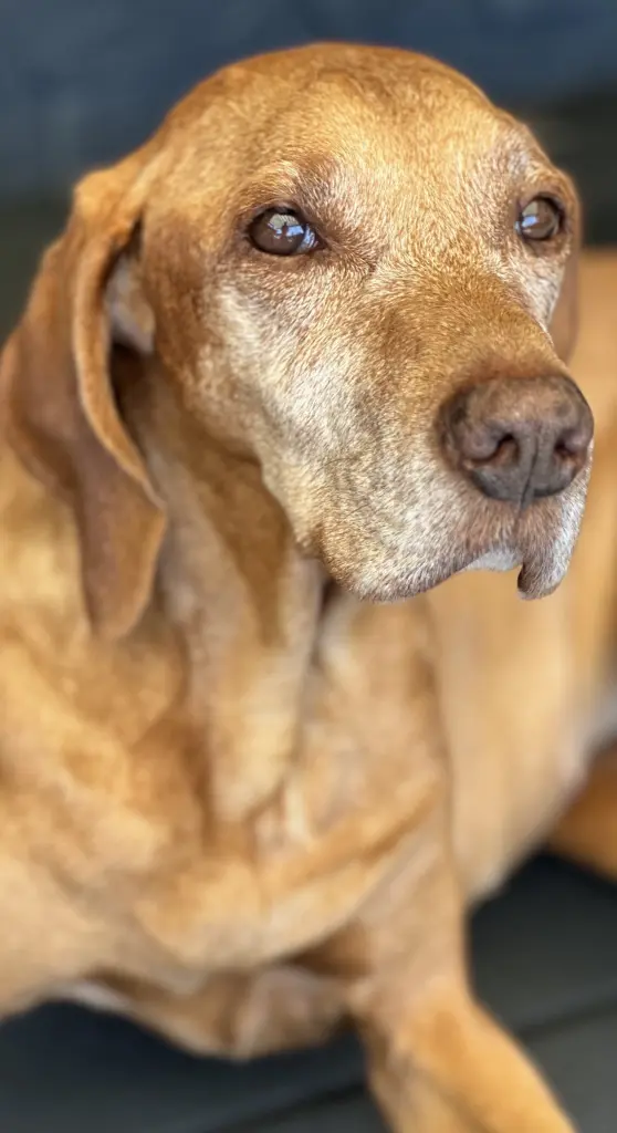 Bild von Topsy