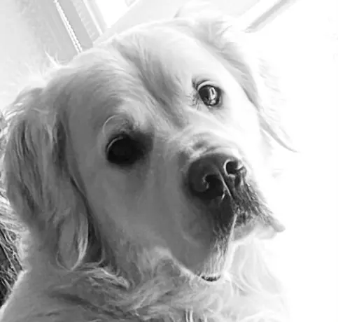 Image from Gino