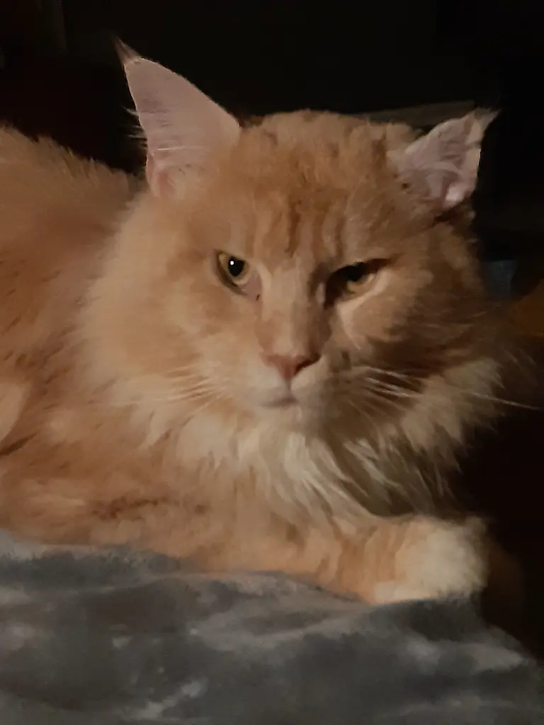 Image from Simba
