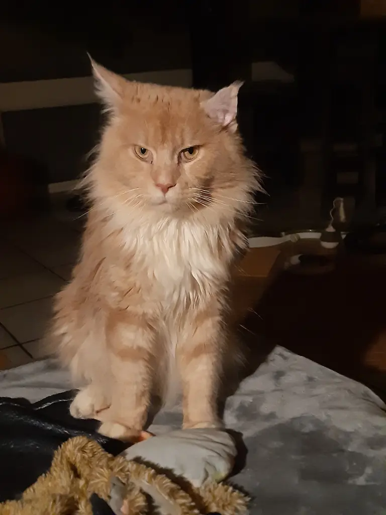 Image from Simba