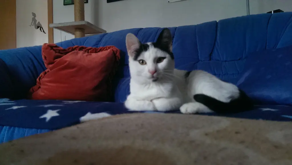Einige Tage später zufrieden und glücklich 🐱