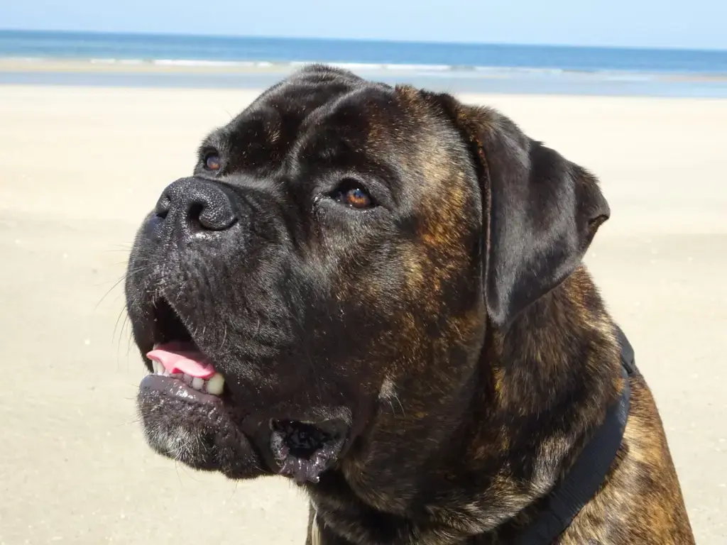 Condolence image of Britta