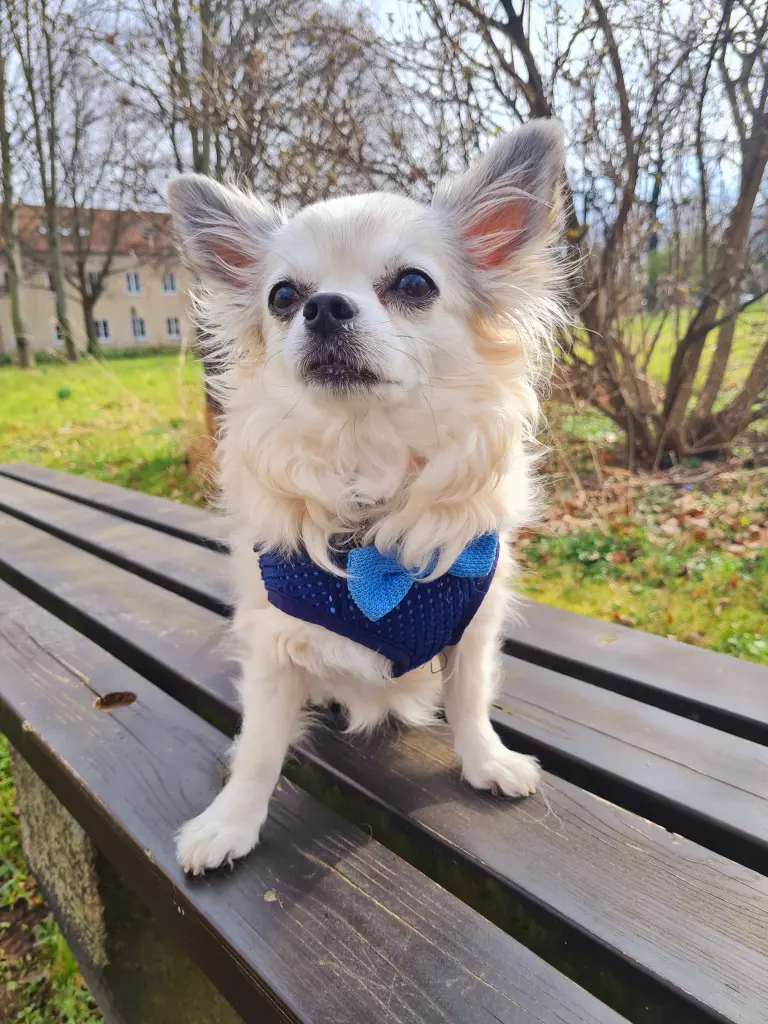 Bild von Pico