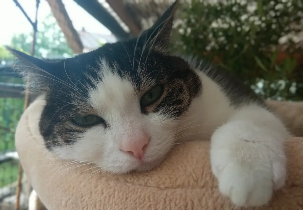Image from Luna