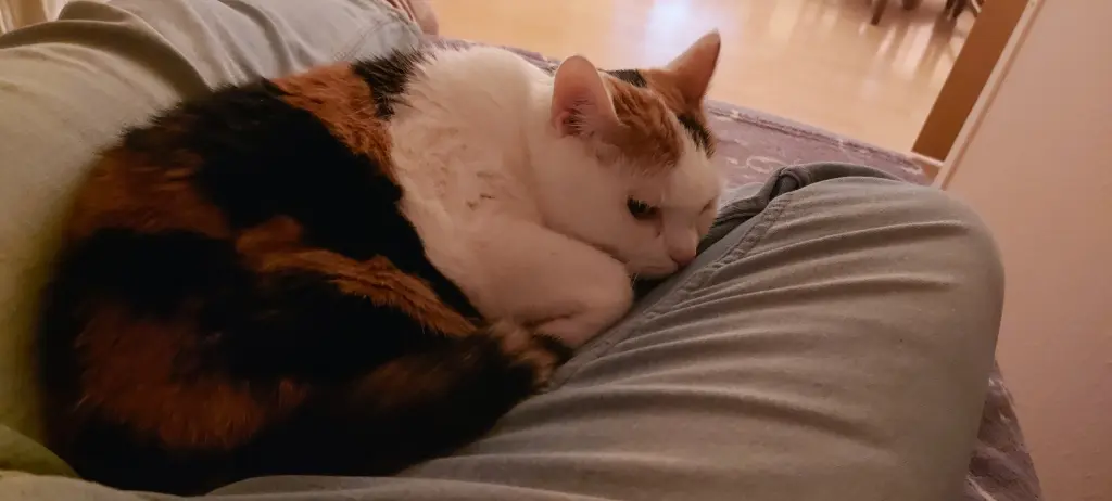 Bild von Susi