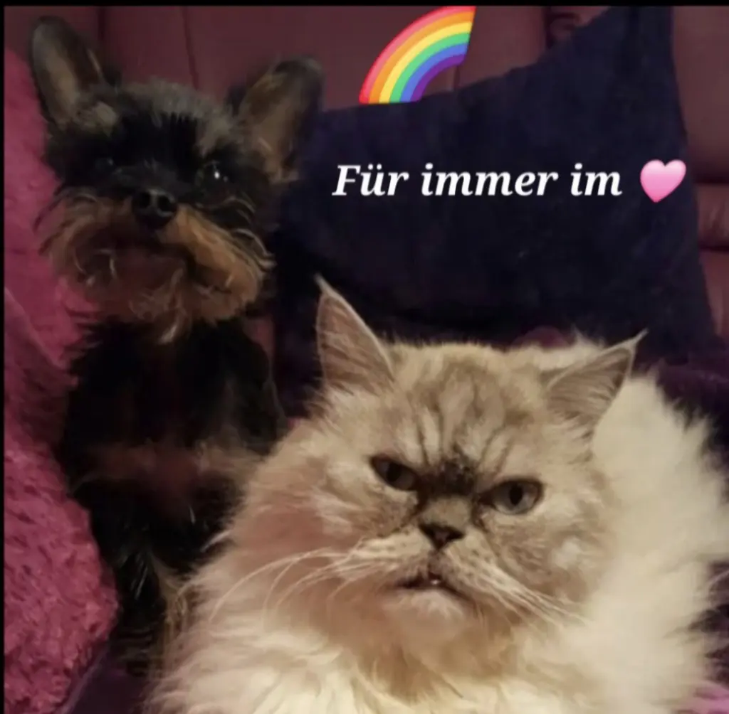 Condolence image of Susanne mit Teddy & Gucci im 🩷