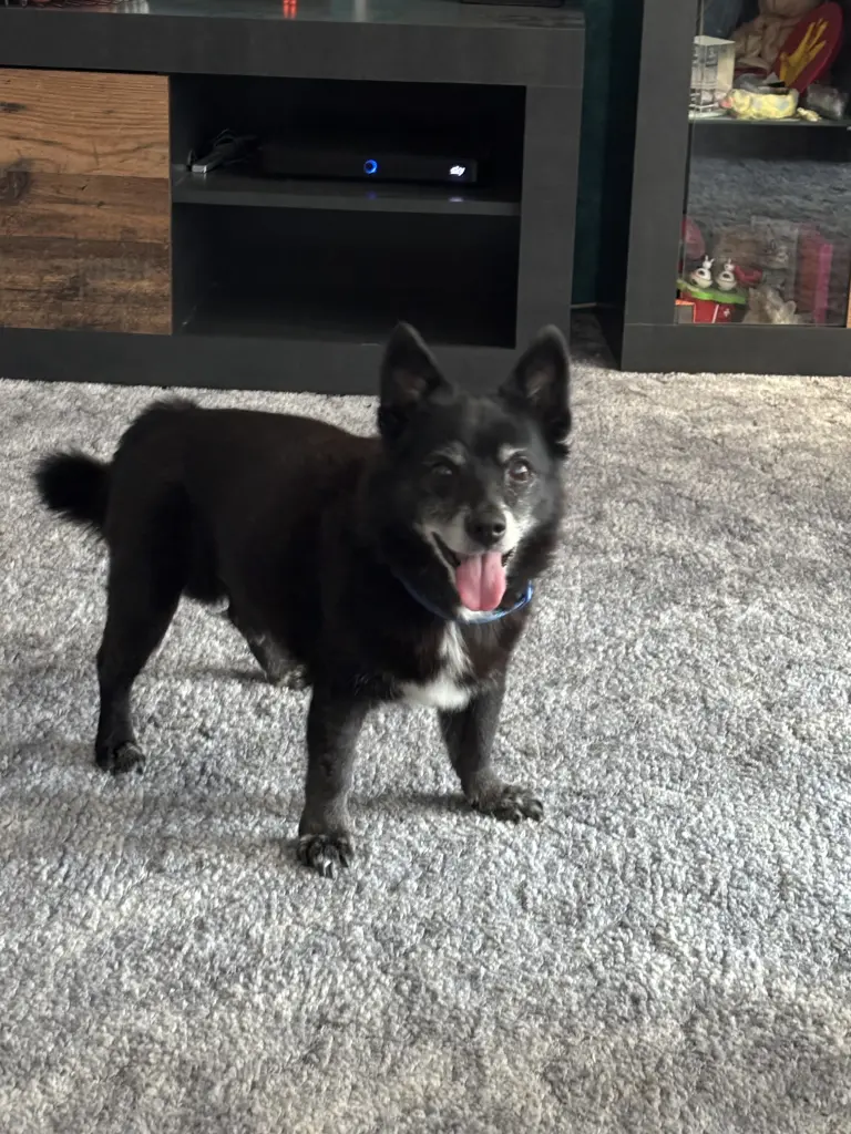 Image from Scooter