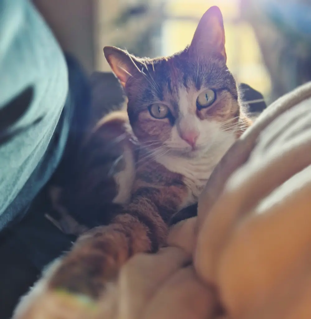 Image from Mochi