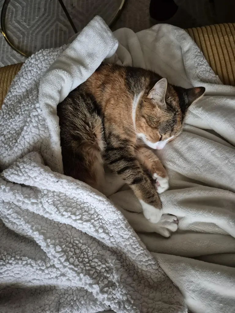 immer sleepy