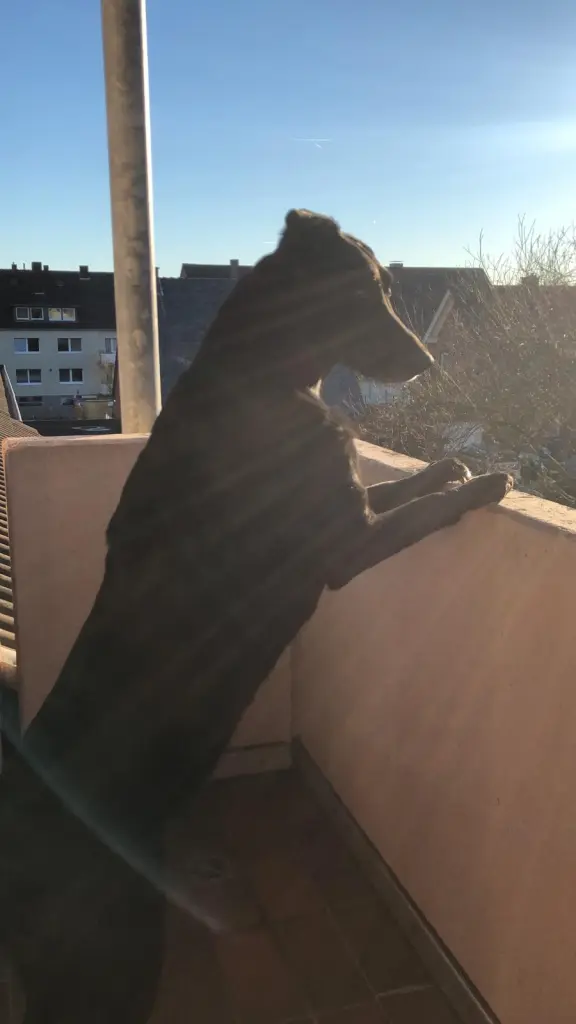 Image from Anka