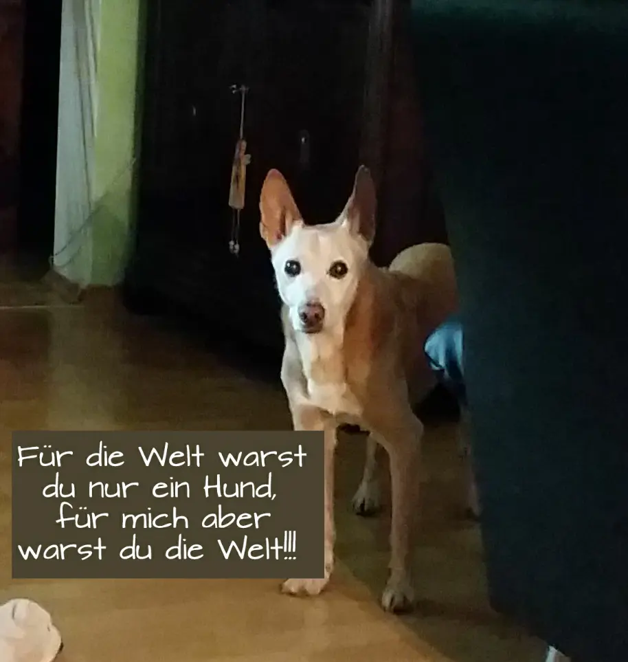 Image from Rocco