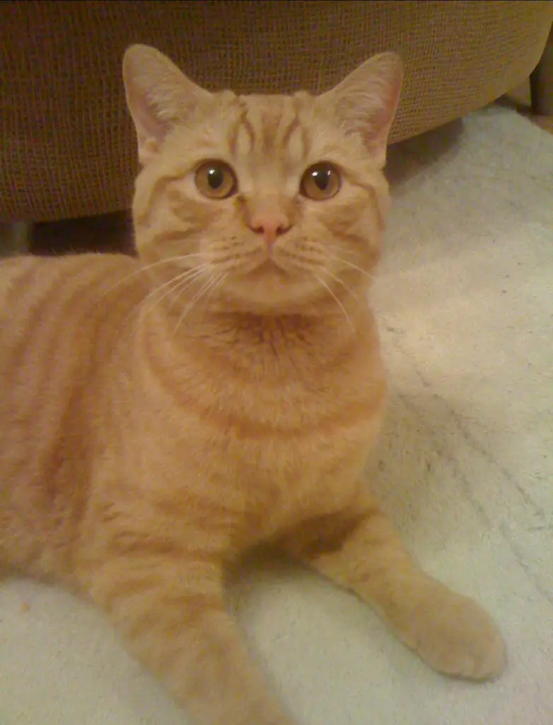 Image from Twix