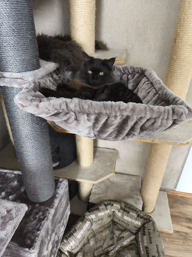 Image from Loki