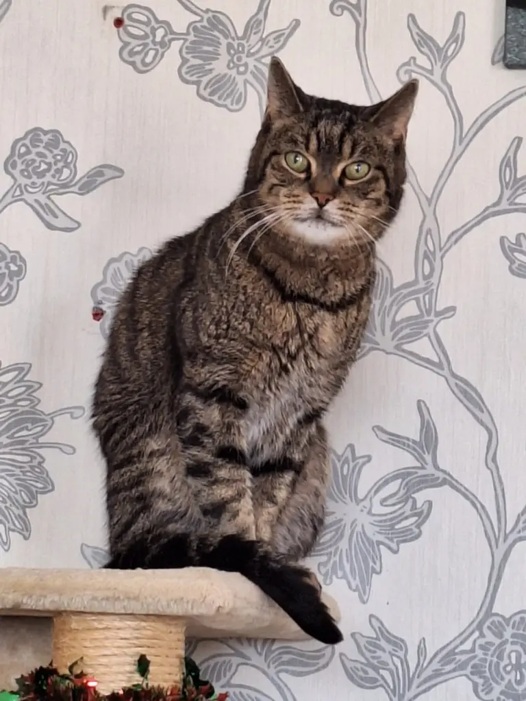 Image from Whiskas