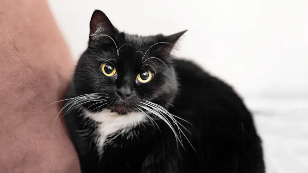 Bild von Tabby