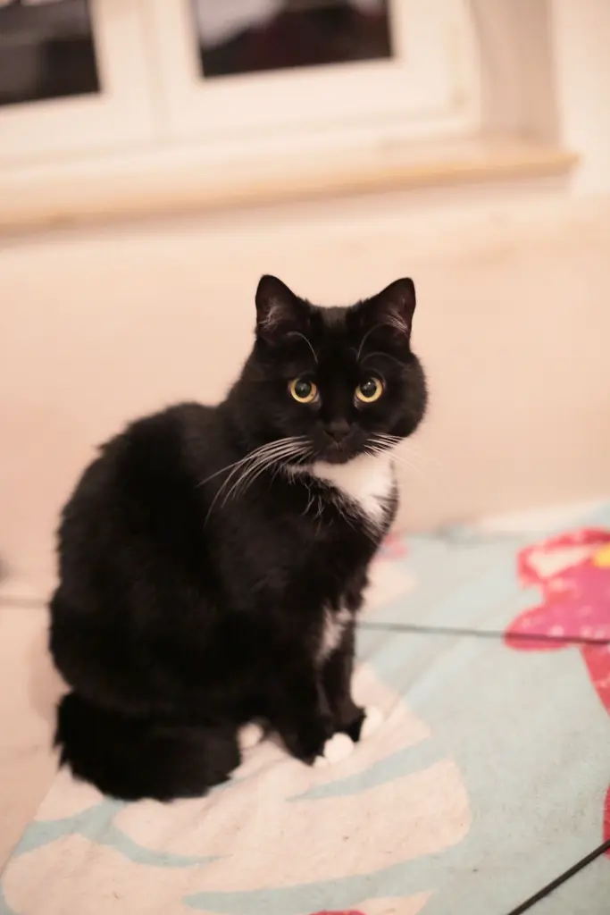 Bild von Tabby