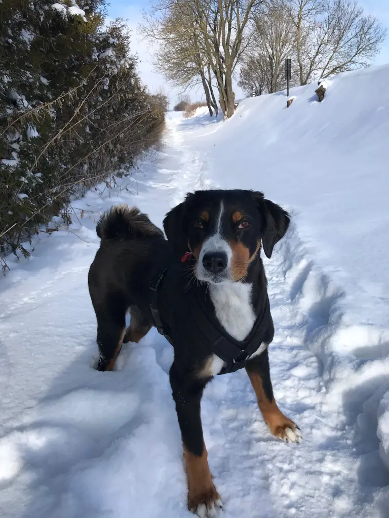 Friedi im Schnee