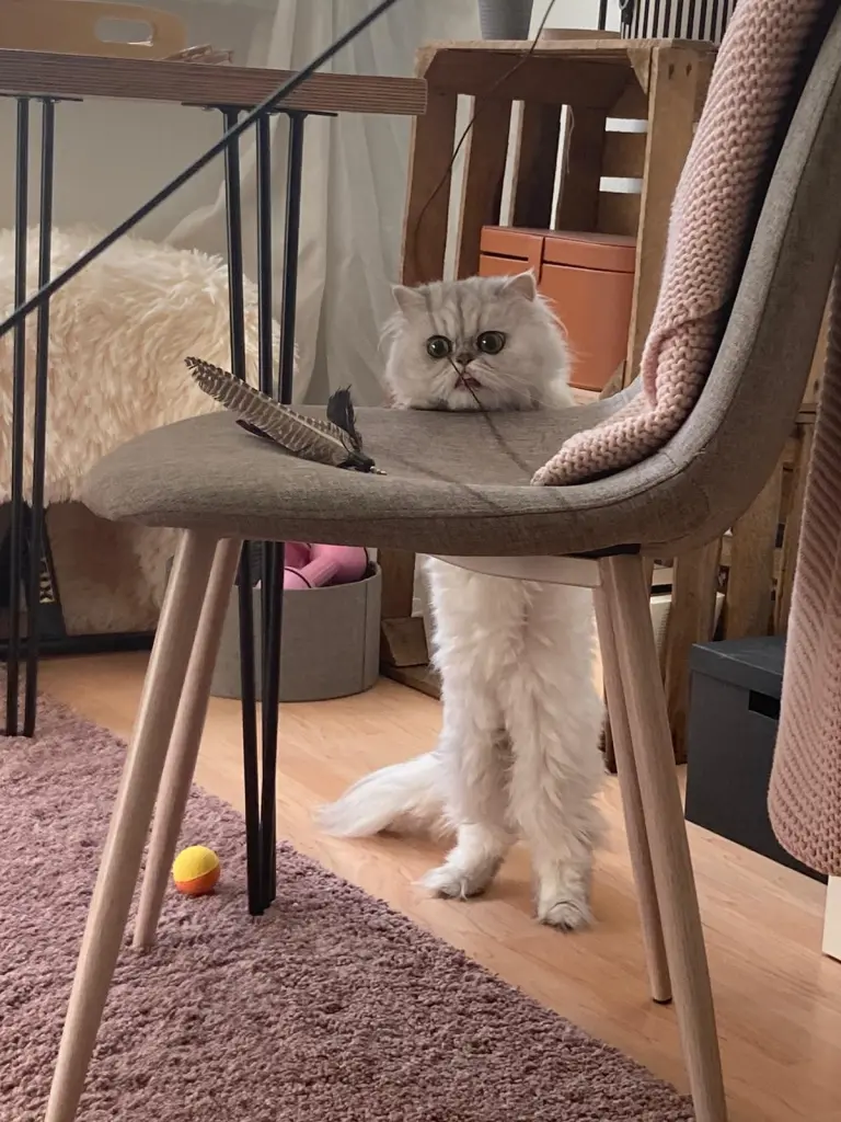 Der verspielte süße 🥺❤️🩹
