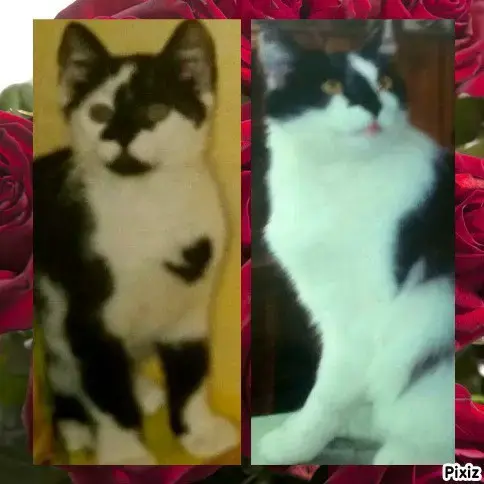 Condolence image of Snoopy und Pünktchen❤️❤️