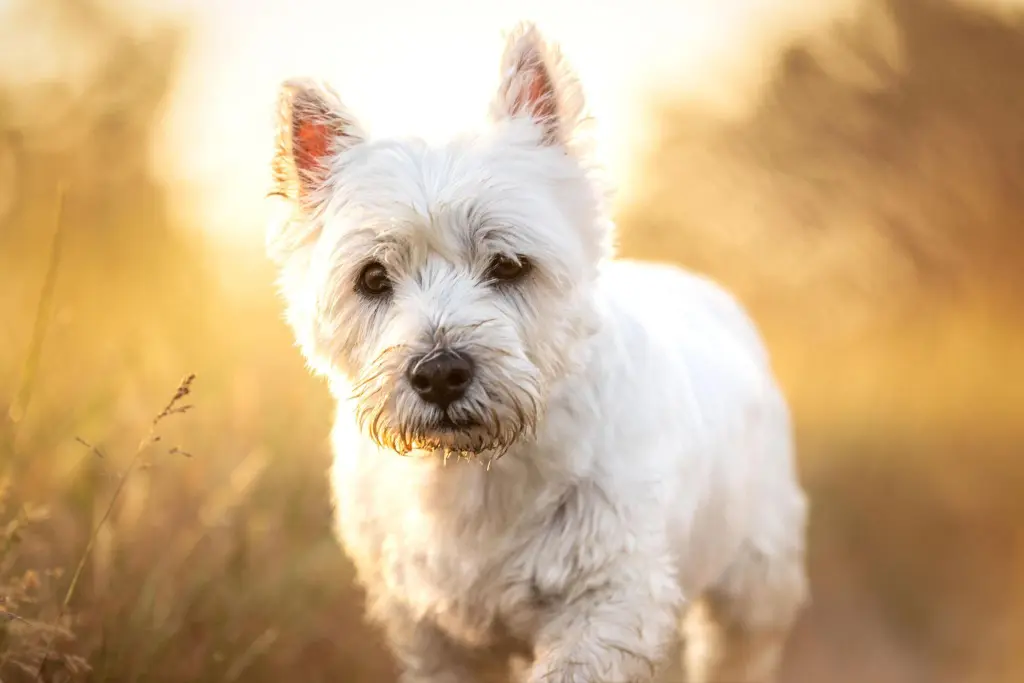 Bild von Benny