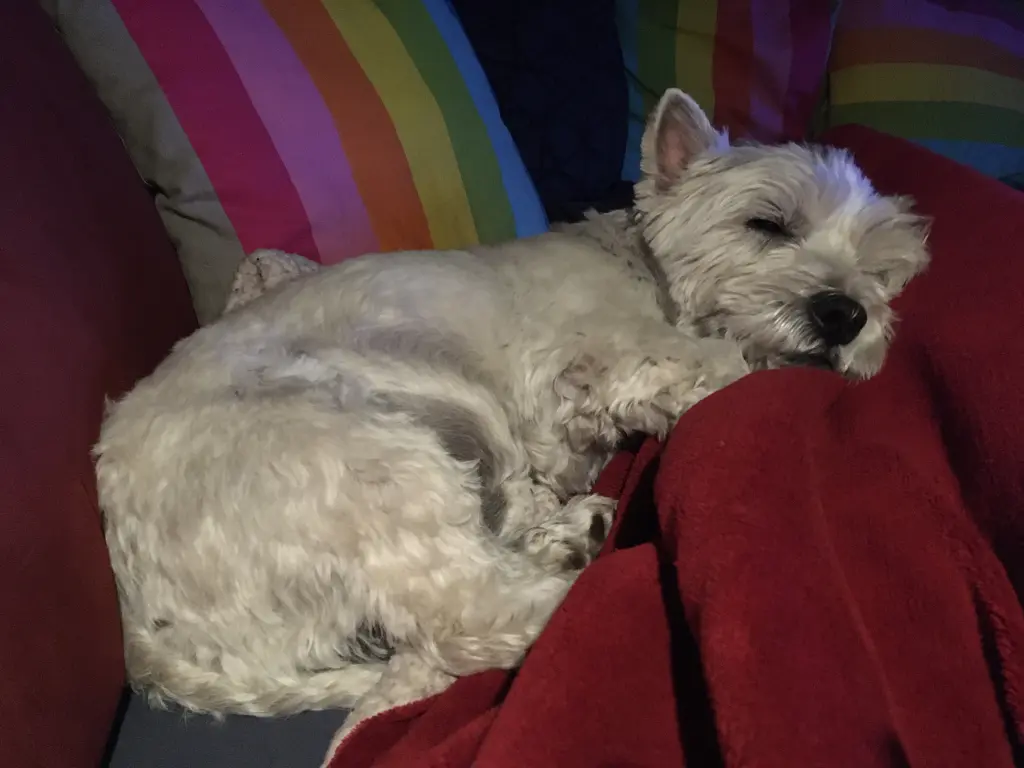 Bild von Benny