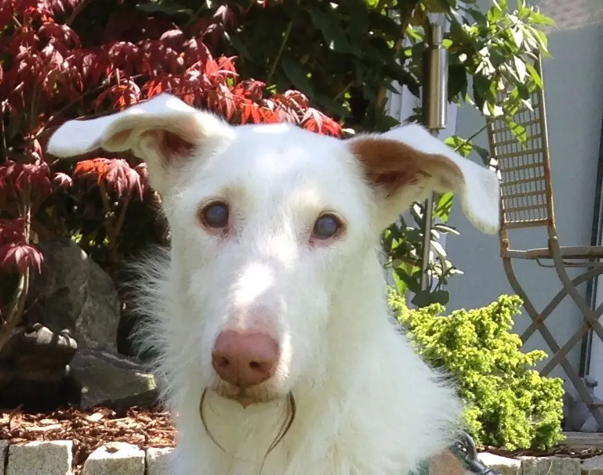 Andachtsbild von Katja