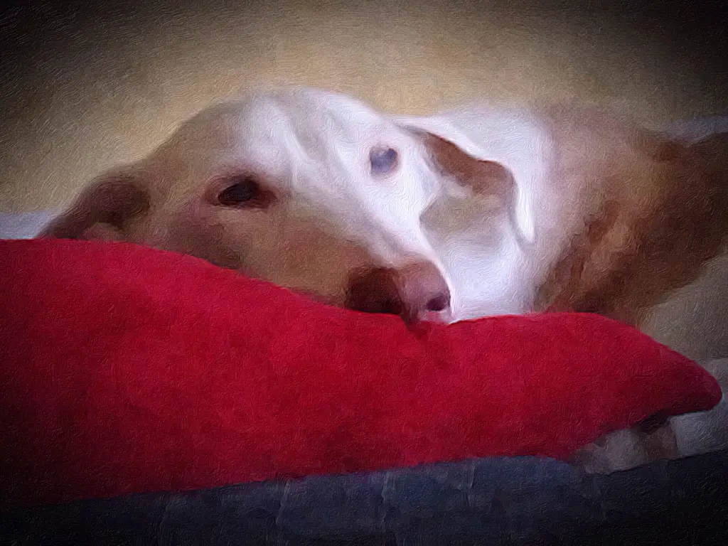 Andachtsbild von Katja