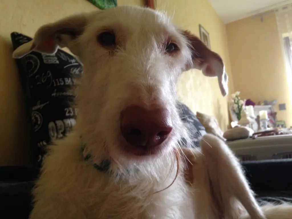 Andachtsbild von Katja