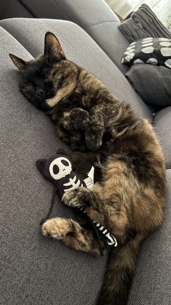 Bild von Cookie