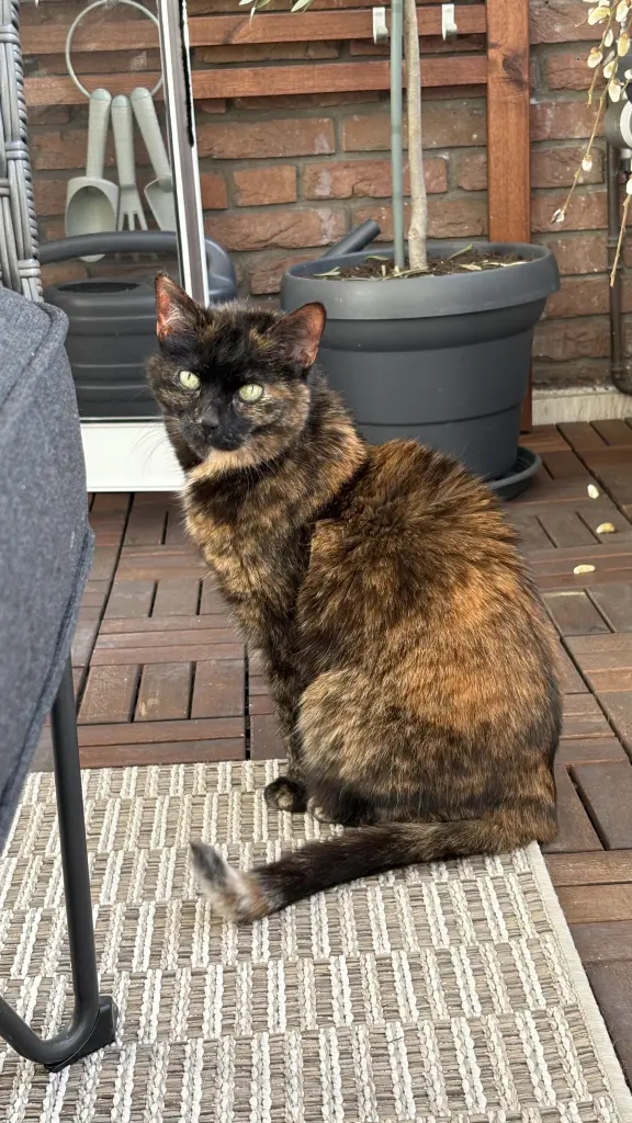 Bild von Cookie