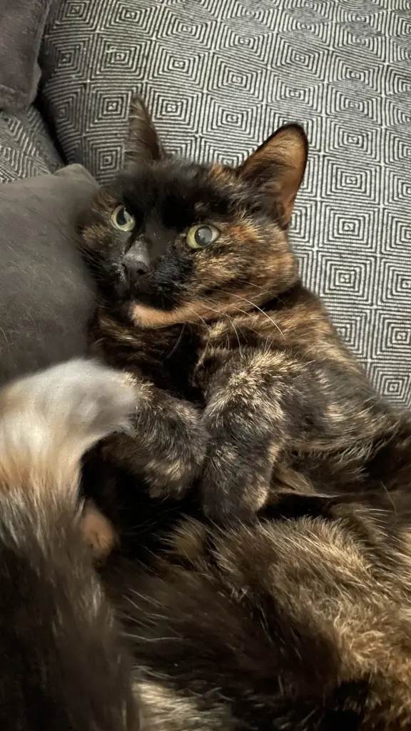 Bild von Cookie
