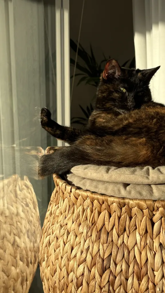 Bild von Cookie