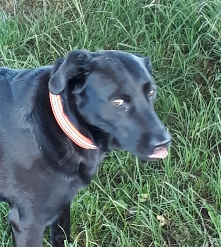 Bild von Bagira