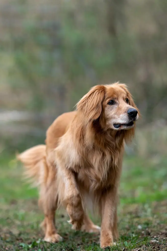 Bild von Leo