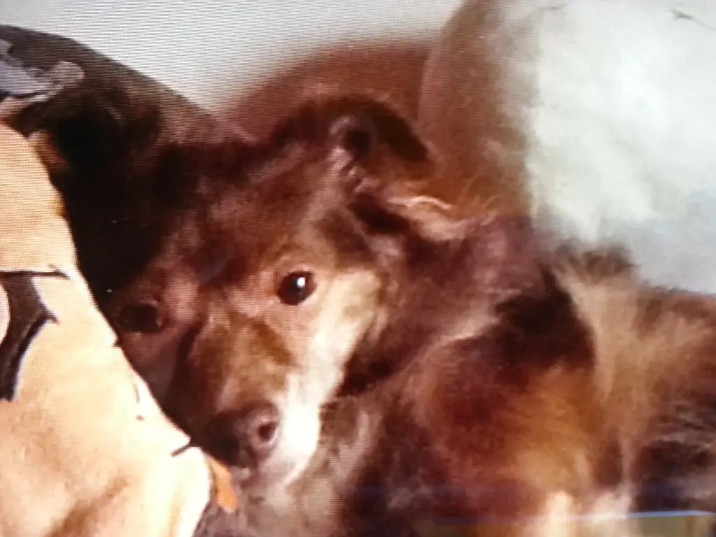 Condolence image of Josefine