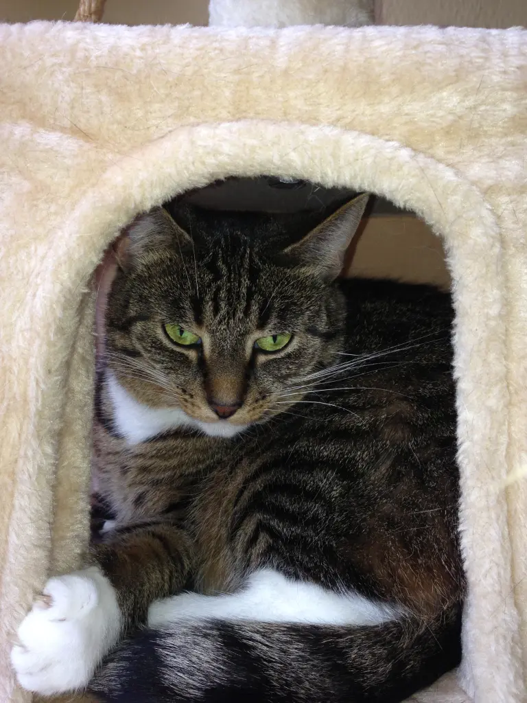 Image from Fräulein Flauschig
