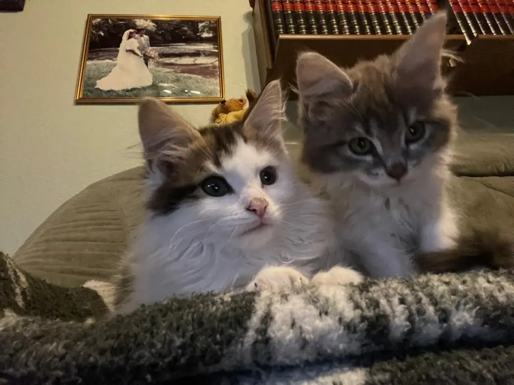 Image from Dobby