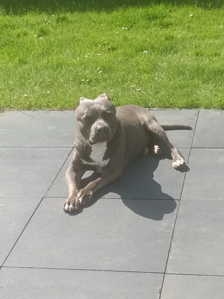 Bild von Balou