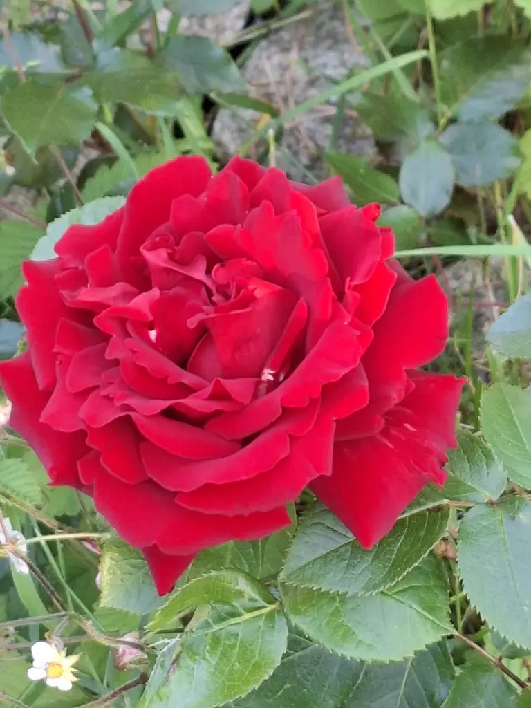 Condolence image of Ute