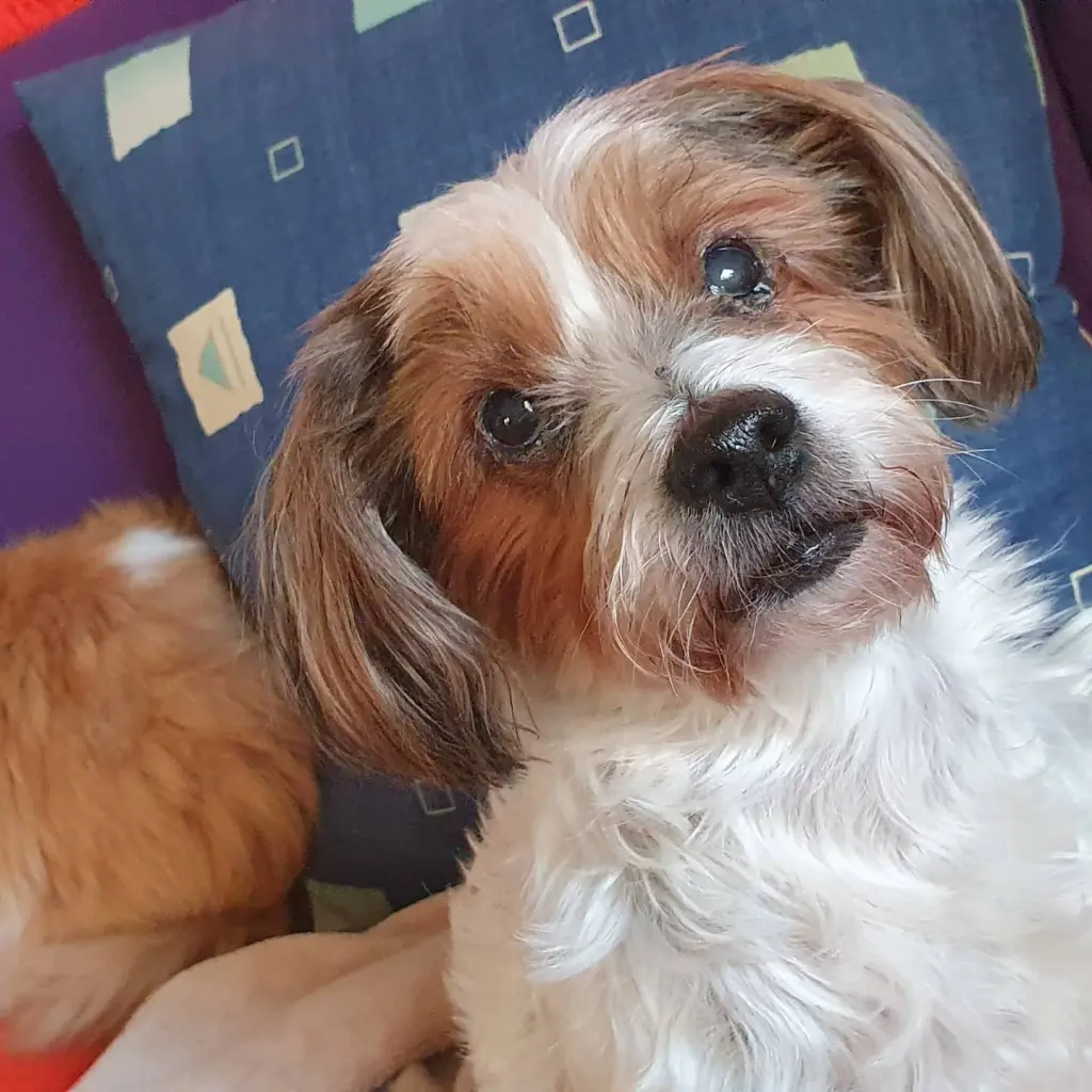 Bild von Yoshi