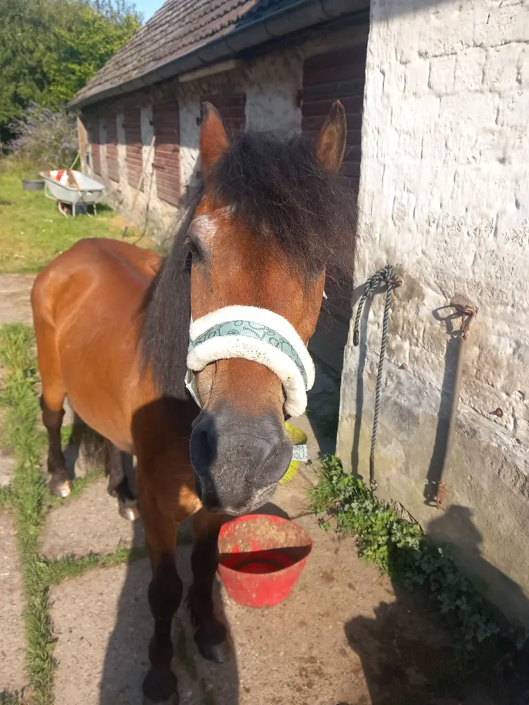 Bild von BASIL